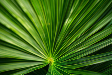 Obraz premium Detailed Close-Up of Radiating Green Palm Leaves
