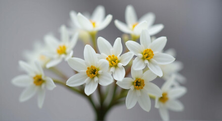 white and yellow flowers