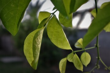green leaves on a branch
