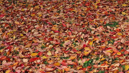 Autumn leaves covering a grassy surface. The leaves in various shades—from red to yellow—create a bright, autumn carpet.