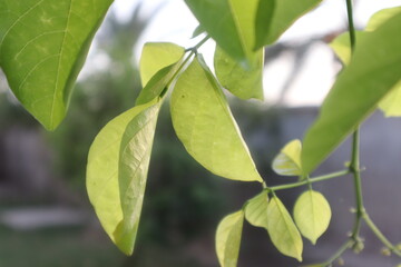 green leaves on a branch