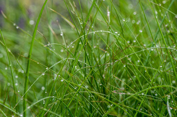 naturalne zielone tło z roślin i flory