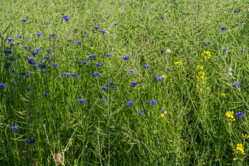 kolorowa łąka kwietna naturalna i dzika © Henryk Niestrój