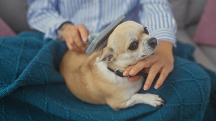 A middle-aged woman grooms her chihuahua indoors, reflecting a serene domestic moment.
