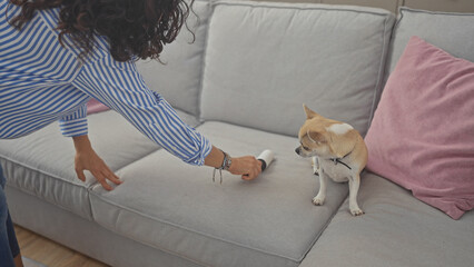 A middle-aged woman cleans dog hair off the sofa with a lint roller indoors while her chihuahua...
