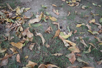 autumn leaves in the grass