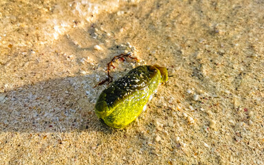 Stranded Caribbean nudibranch on beach in Mexico.