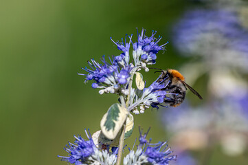 Kariopteris, barbula (Caryopteris) – rodzaj roślin należących do rodziny jasnotowatych.