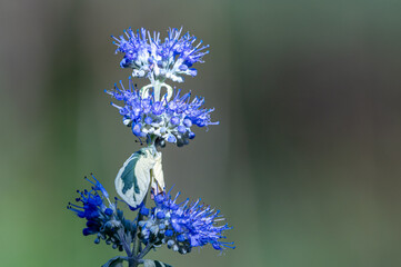 Kariopteris, barbula (Caryopteris) – rodzaj roślin należących do rodziny jasnotowatych.