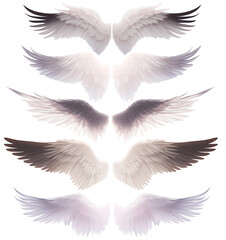 Angel wings, bird wings isolated from background.	