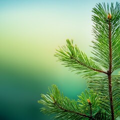 Obraz premium branches of a fir tree