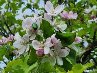 Wildrose im Harz