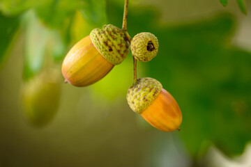 Oak leaf, acorn on oak tree background.	
