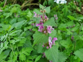 Purpurrote Taubnessel im Harz