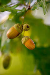 Oak leaf, acorn on oak tree background.   © venars.original