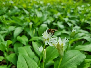 Bärlauch im Wald im Harz
