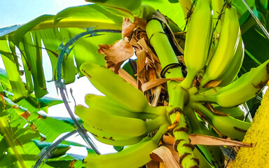 Tropical banana plant with bananas and flower bloom in Mexico. © Arkadi