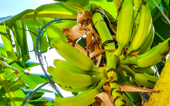 Tropical banana plant with bananas and flower bloom in Mexico.