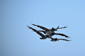Pelicans
