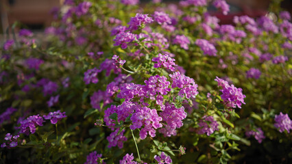 Obraz premium Close-up of vibrant purple lantana flowers in a garden in murcia, spain, highlighting the flora's natural beauty.