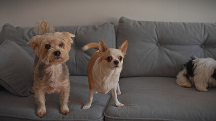 Three attentive dogs posing on a cozy gray sofa indoors, looking curious and playful.