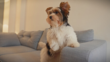 Biewer terrier puppy sitting alertly on a modern grey sofa in a cozy indoor setting