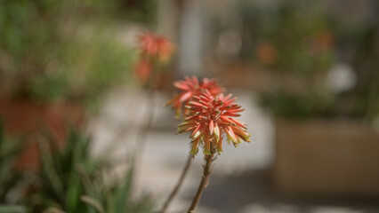 Vibrant aloe vera flowers in puglia's outdoor garden area exemplify italyâ€™s botanical beauty with bloom, focus, closeup, nature, and background elements.