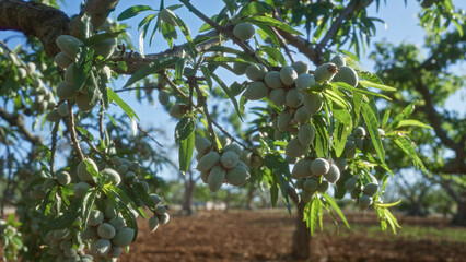 Closeup of almond branches with green almonds hanging from a tree in an orchard in puglia, italy...