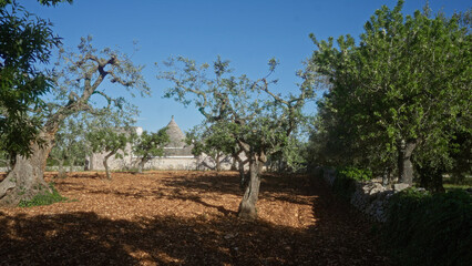 Olive trees in a sunny puglia landscape with traditional trullo architecture in the background,...