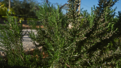 Close-up of a rosemary rosmarinus officinalis bush outdoors in a garden in puglia, italy, showcasing vibrant green foliage under a sunny sky.