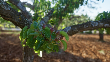 Close-up of an immature pear growing on a prickly pear tree in a sunny orchard in puglia, italy with a blurred bokeh background.