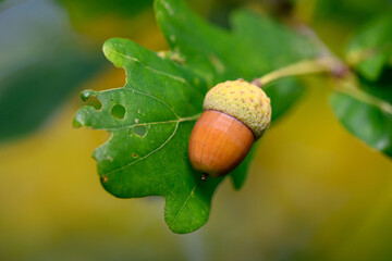 Oak leaf, acorn on oak tree background.