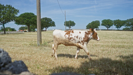 A young cow walks through a sunlit pasture, surrounded by trees and clear blue skies, highlighting the serene rural environment.