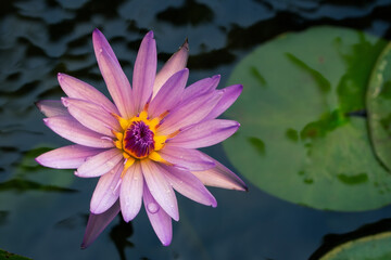 Pink lotus close-up in bloom on water