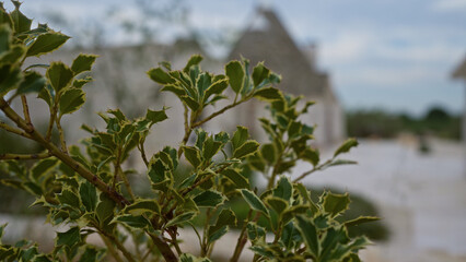 Close-up of holm oak quercus ilex in an outdoor setting in puglia, italy, with traditional trullo houses in the blurred background on a cloudy day.