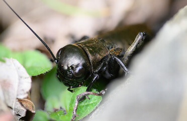The field cricket (Gryllus campestris) is a species of insect from the order of Diptera. It lives on borders, grassy slopes and drier meadows.