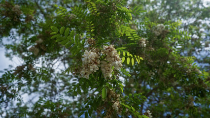 White clusters of false acacia robinia pseudoacacia flowers bloom on a tree against a vibrant green leafy backdrop in puglia, southern italy, highlighting its natural outdoor beauty.