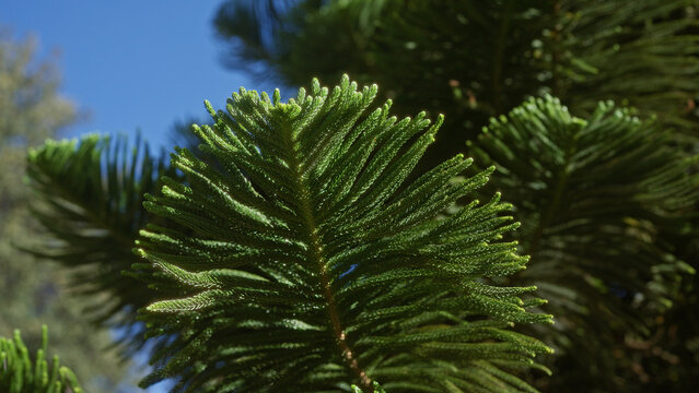 Close-up of lush norfolk island pine araucaria heterophylla branches in sunny puglia, italy, highlighting the detailed green foliage against a clear blue sky.