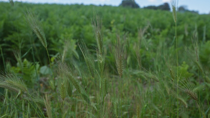 Close-up of aegilops geniculata in a lush field in puglia, southern italy, showcasing tall grass and green landscape outdoors in summer.