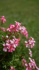 Vibrant pink geranium flowers in full bloom outdoors on a sunny day in puglia, southern italy, against a lush green backdrop showcasing their stunning color and natural beauty.