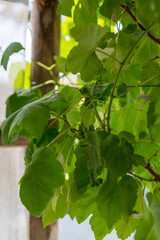 This is a detailed close up image showcasing a vibrant green leaf perched on a sturdy tree branch, capturing the essence of nature