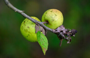 Ugly apple tree at the end of summer - beginning of autumn, sick apples and leaves.