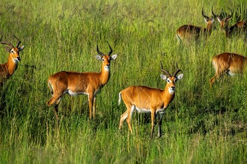 Impala antelope in savannah grass at the Murchison fall park in Uganda