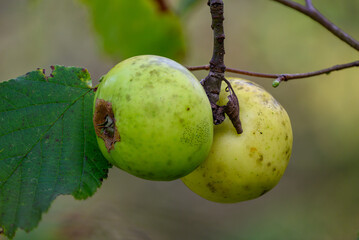 Ugly apple tree at the end of summer - beginning of autumn, sick apples and leaves.