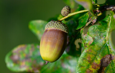 Oak leaf, acorn on oak tree background.