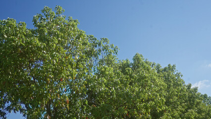 Green carob trees ceratonia siliqua under the blue sky in an outdoor setting in puglia, italy,...