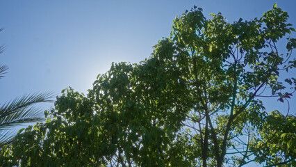 Fototapeta premium View of a walnut tree in puglia, italy, with vibrant green leaves against a clear blue sky in an outdoor setting.