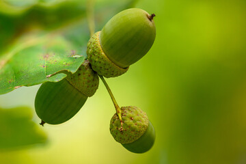 Oak leaf, acorn on oak tree background.
