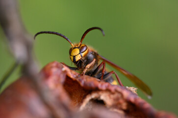 The common hornet (Vespa crabro) is a representative of poisonous social hymenoptera insects from the hornet family and the genus Vespa