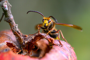 The common hornet (Vespa crabro) is a representative of poisonous social hymenoptera insects from the hornet family and the genus Vespa